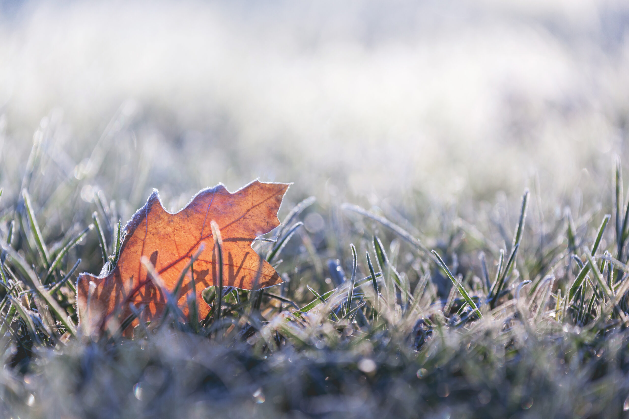 Frossent løvblad på bakken.