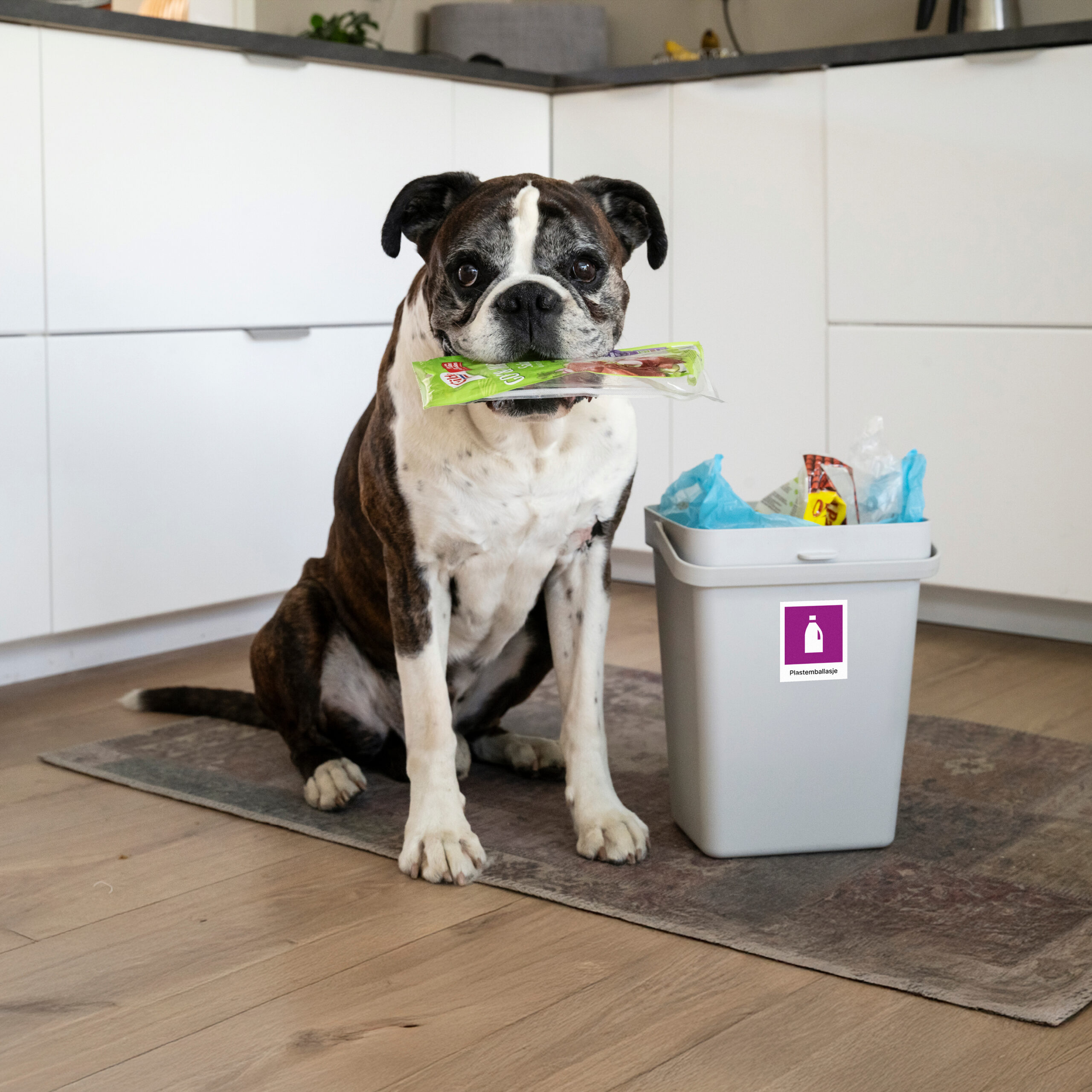 Hunden Herman som holder påleggsemballasje i plast i munnen, og ved siden av han er det en søppelbøtte merket sorteringsmerke for plastemballasje.
